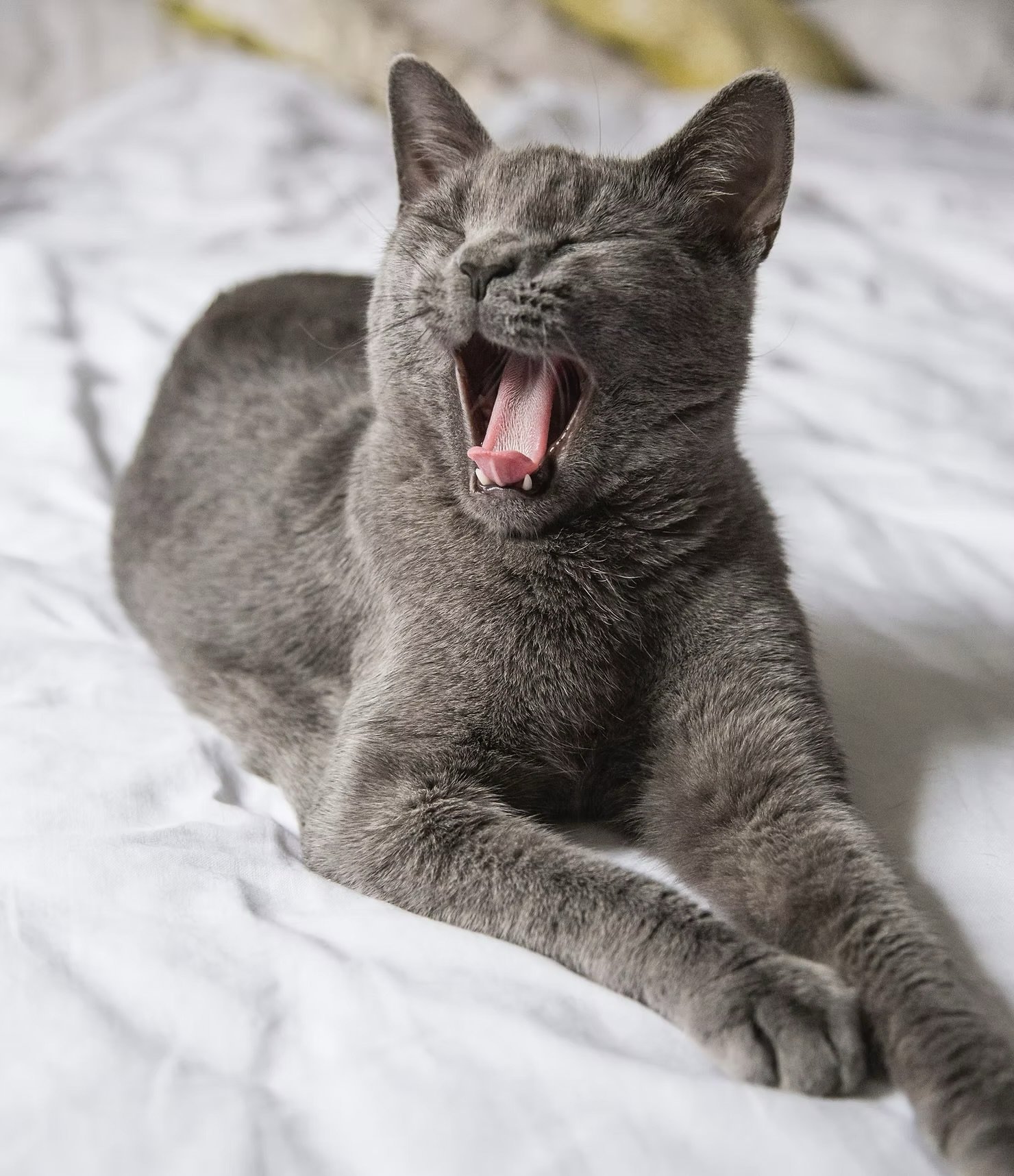 Why Do We Yawn—And Why Is It Contagious?