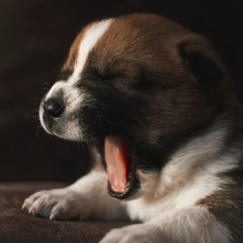 Why Do We Yawn—And Why Is It Contagious?