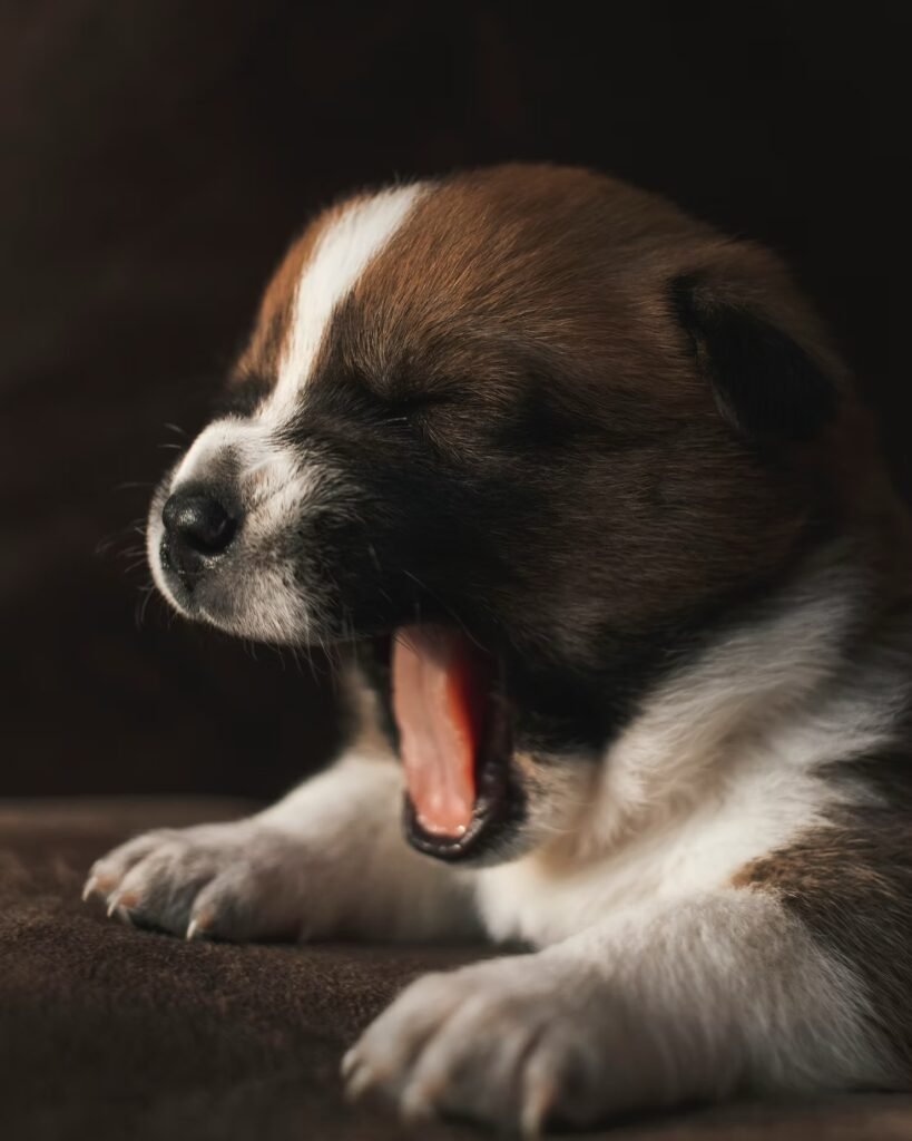 Why Do We Yawn—And Why Is It Contagious?